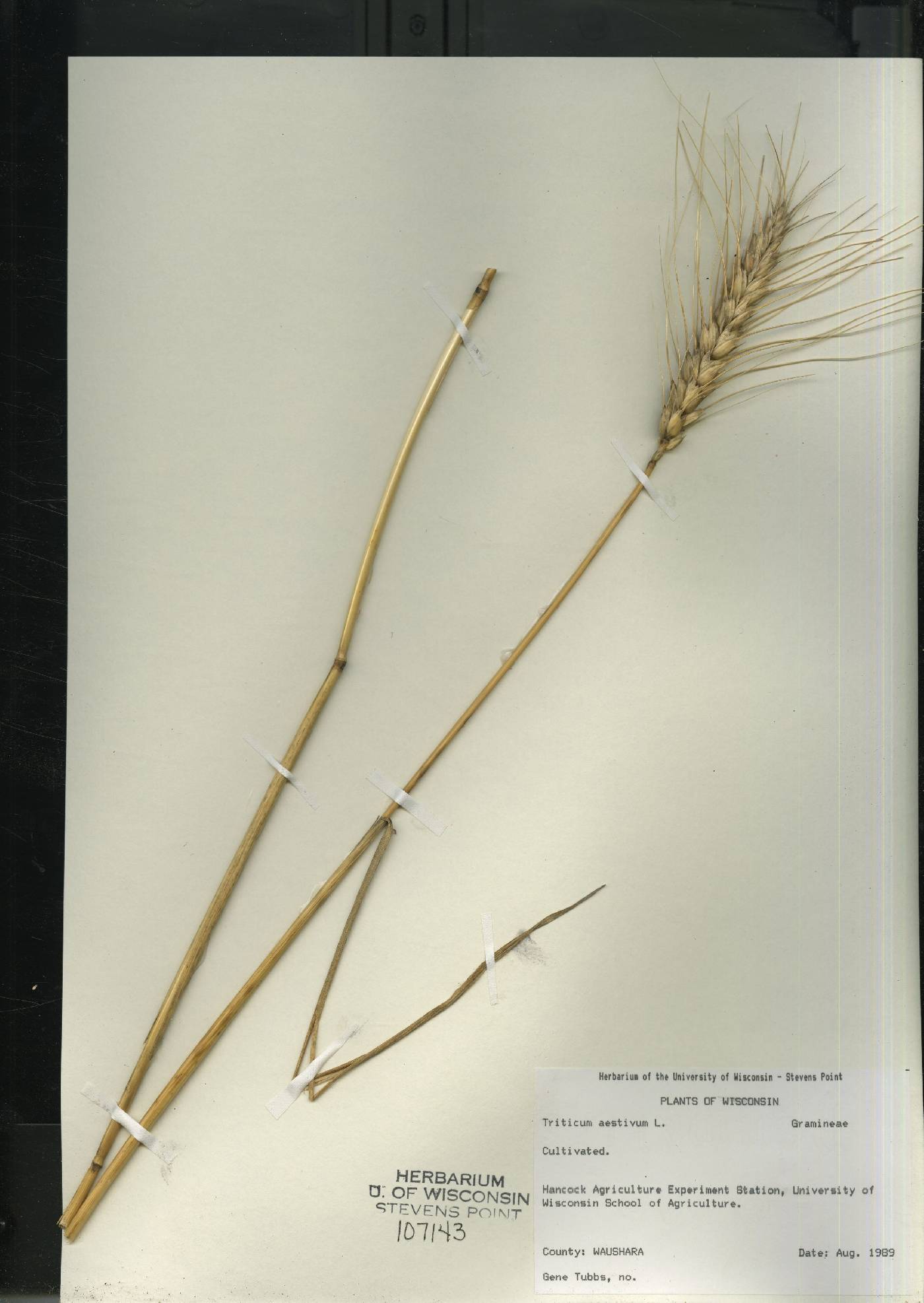 Online Virtual Flora of Wisconsin - Triticum aestivum