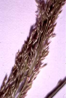 Agrostis gigantea image
