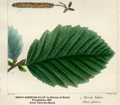 Alnus incana subsp. rugosa image