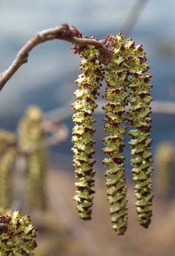 Alnus incana subsp. rugosa image