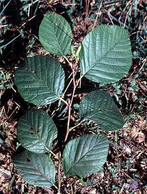Alnus viridis subsp. crispa image