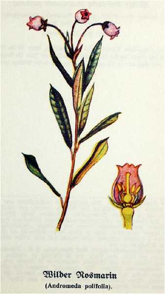 (linked from Andromeda polifolia var. latifolia) Andromeda polifolia image