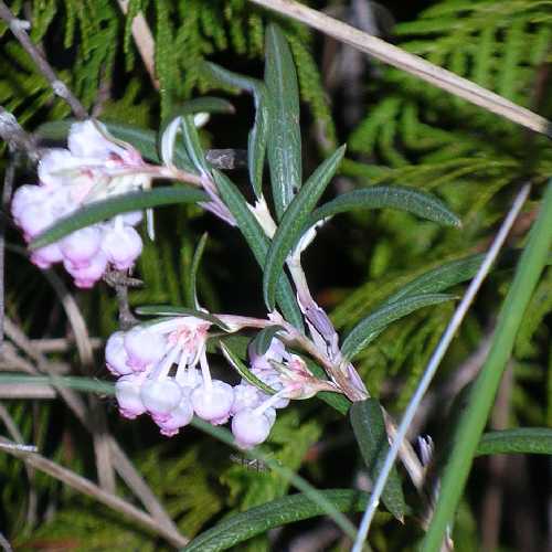 (linked from Andromeda polifolia var. latifolia) Andromeda polifolia image