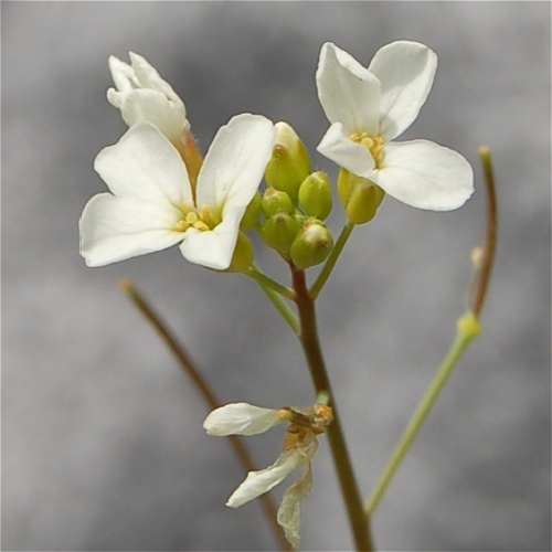 (linked from Arabidopsis lyrata subsp. lyrata) Arabidopsis lyrata image