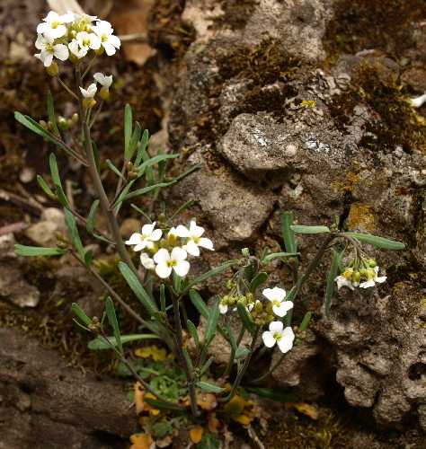 (linked from Arabidopsis lyrata subsp. lyrata) Arabidopsis lyrata image