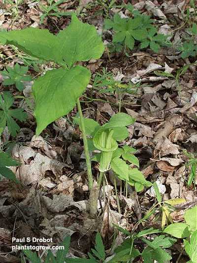 Arisaema triphyllum subsp. triphyllum image