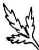 leaf drawing