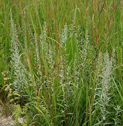 Artemisia ludoviciana subsp. ludoviciana image