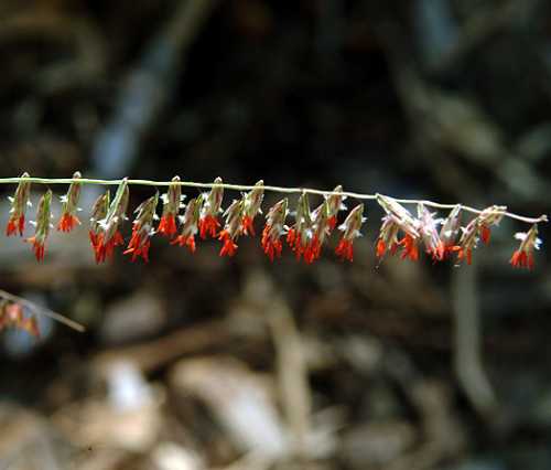 Bouteloua curtipendula var. curtipendula image