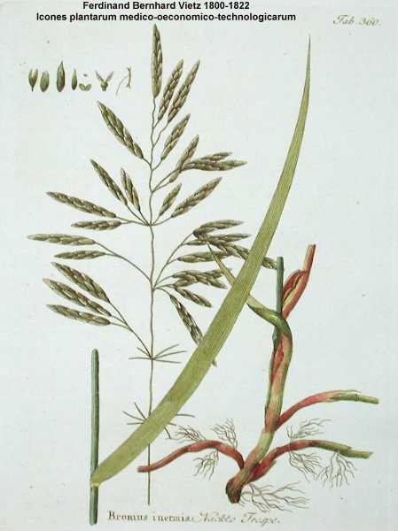 Bromus inermis image