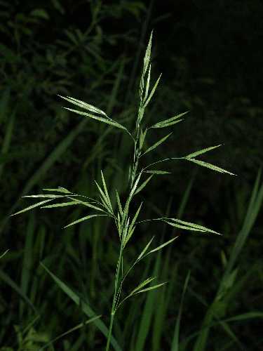 Bromus inermis image