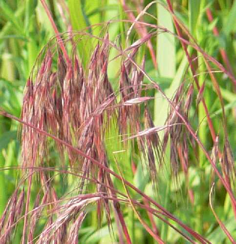 Bromus tectorum image
