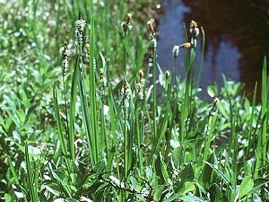 Carex aquatilis var. aquatilis image