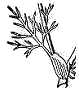 leaf drawing