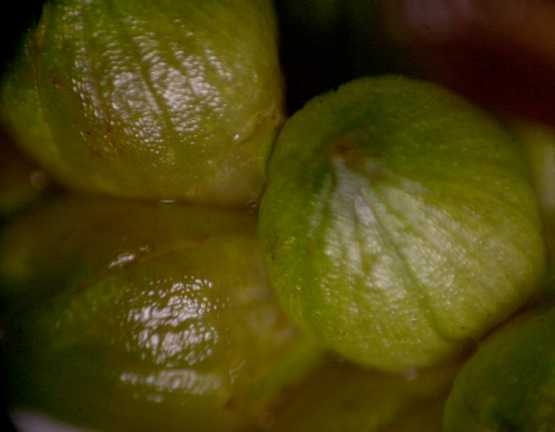 Carex granularis image
