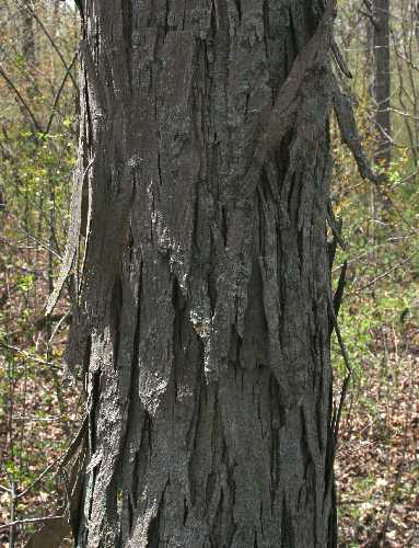 Carya ovata var. ovata image
