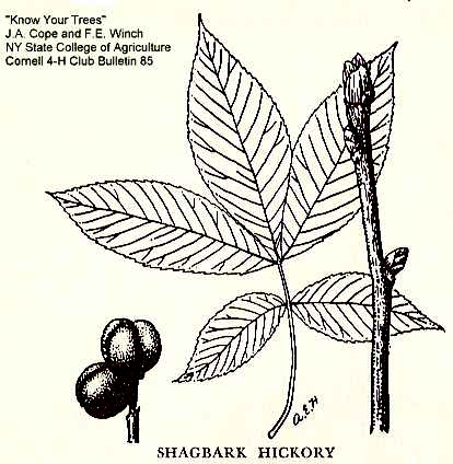 Carya ovata var. ovata image