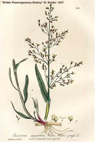 Catabrosa aquatica image
