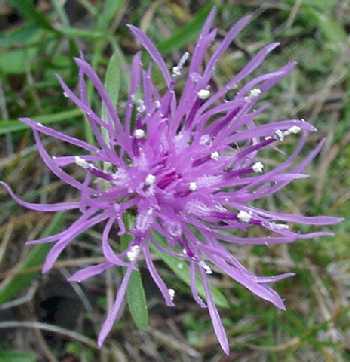 (linked from Centaurea stoebe subsp. micranthos) Centaurea stoebe image