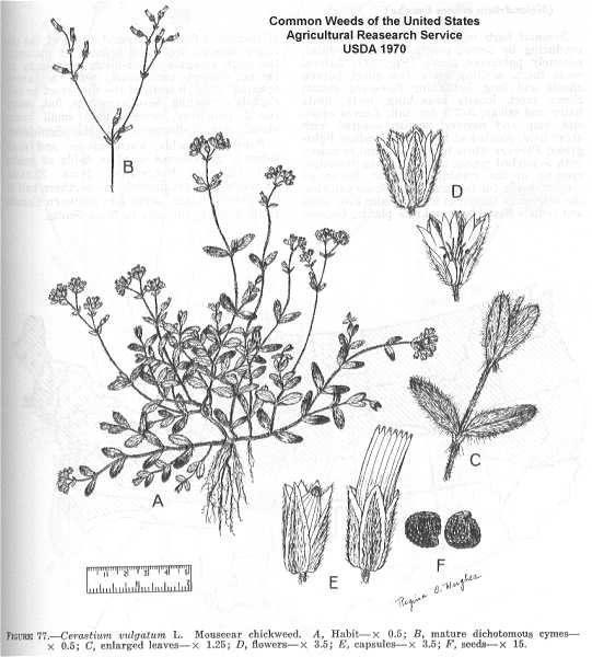 Cerastium fontanum subsp. vulgare image