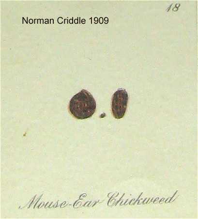Cerastium fontanum subsp. vulgare image