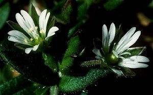 Cerastium fontanum subsp. vulgare image