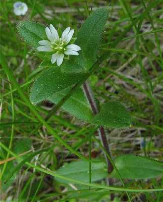 Cerastium fontanum subsp. vulgare image