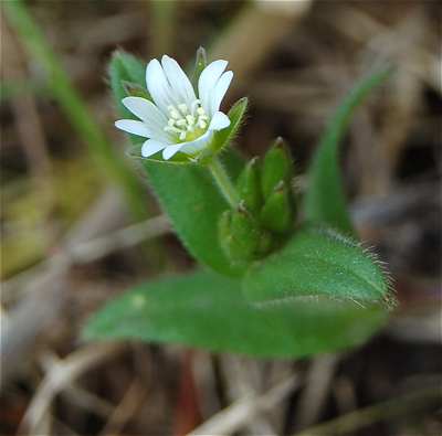 Cerastium fontanum subsp. vulgare image