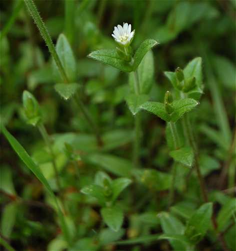 Cerastium fontanum subsp. vulgare image