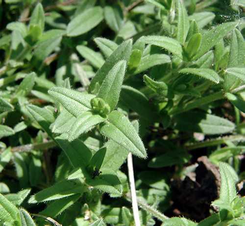 Cerastium fontanum subsp. vulgare image