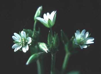 Cerastium fontanum subsp. vulgare image