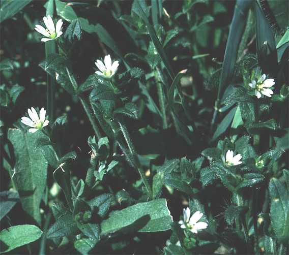 Cerastium fontanum subsp. vulgare image