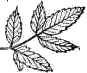 leaf drawing