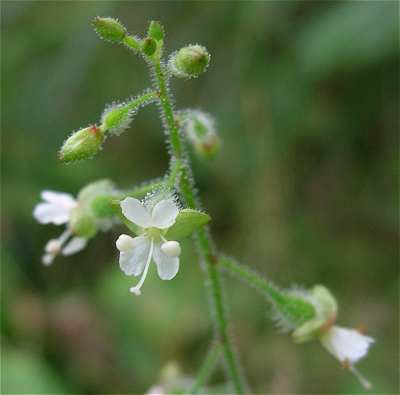 (linked from Circaea canadensis subsp. canadensis) Circaea canadensis image
