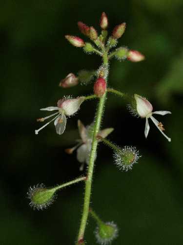 (linked from Circaea canadensis subsp. canadensis) Circaea canadensis image