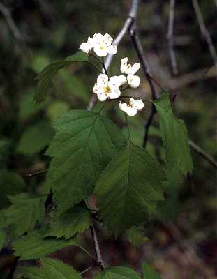Crataegus crus-galli image