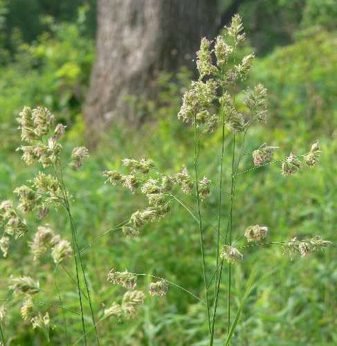 Dactylis glomerata image
