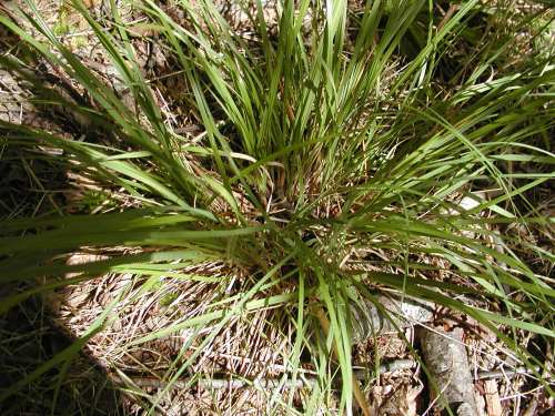 Online Virtual Flora of Wisconsin - Danthonia compressa