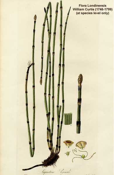 Equisetum hyemale subsp. affine image