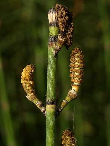 Equisetum hyemale subsp. affine image