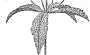leaf drawing