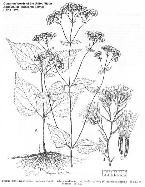 (linked from Ageratina altissima subsp. altissima) Ageratina altissima image