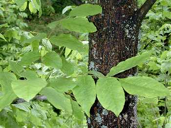 Fraxinus americana image