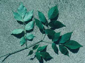 Fraxinus americana image