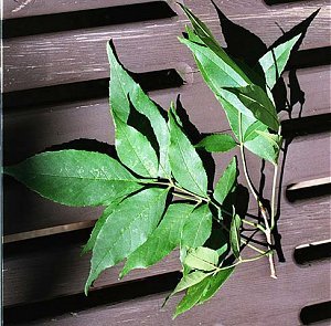 Fraxinus pennsylvanica image