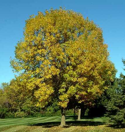 Fraxinus pennsylvanica image