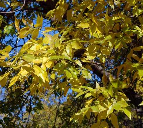 Fraxinus pennsylvanica image