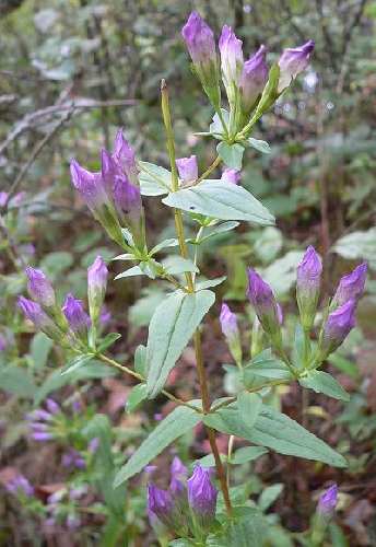 Gentianella quinquefolia subsp. occidentalis image