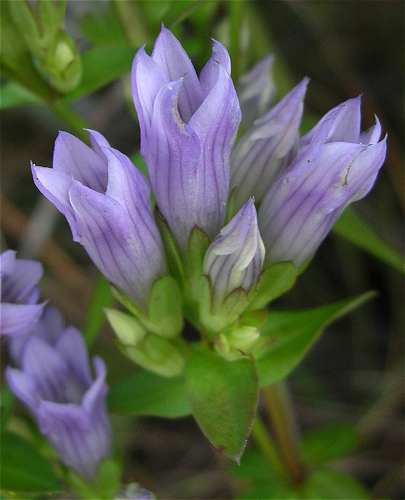 Gentianella quinquefolia subsp. occidentalis image