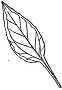 leaf drawing